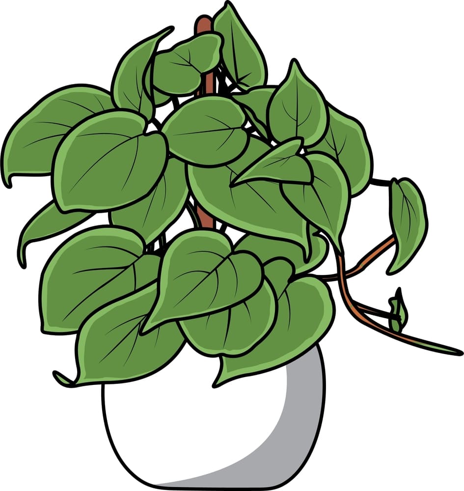 plants